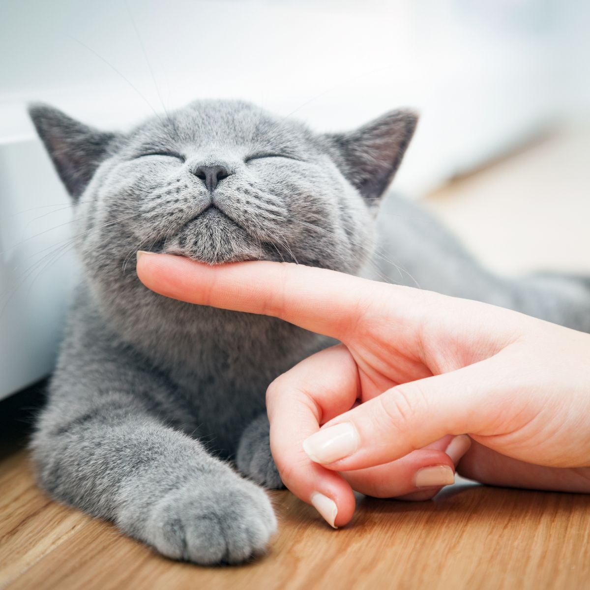 A person's hand gently touching a grey cat's face