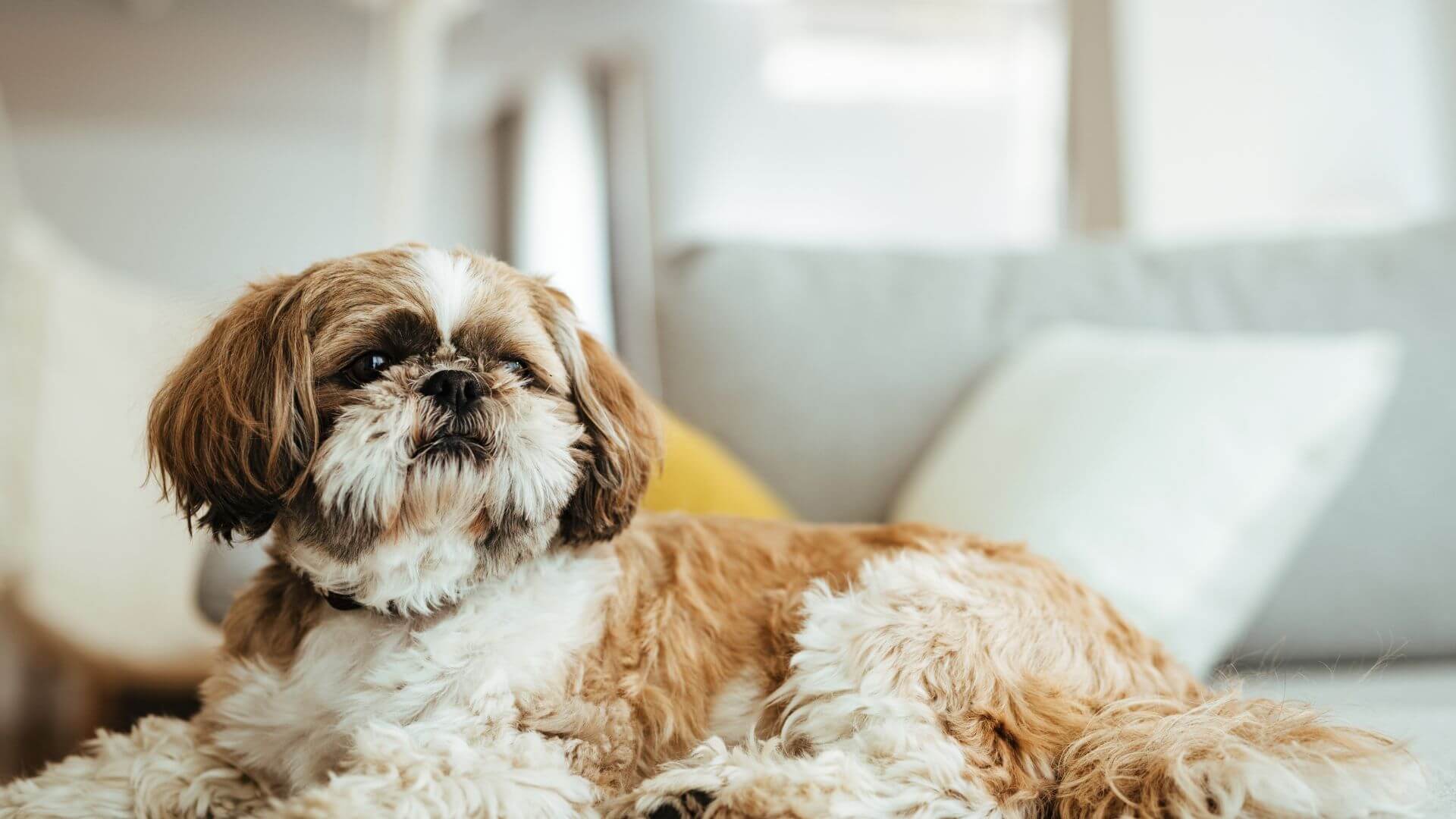 Pet Acupuncture In Lewisville, TX Garden Ridge Animal Hospital
