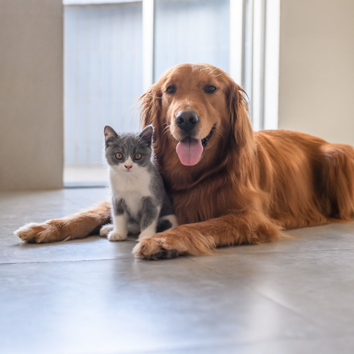 A Golden Retriever and a kitten laying together on floor