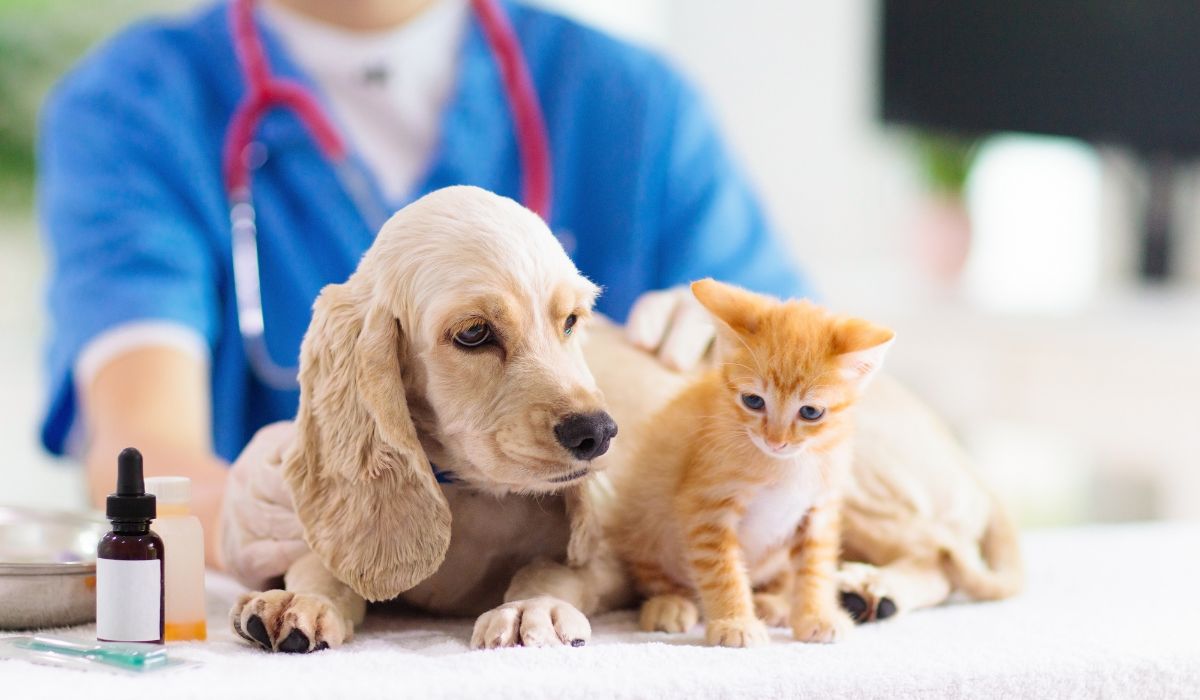 A vet with a puppy and a kitten laying on table