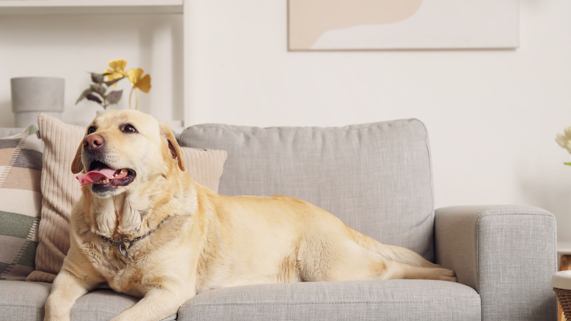 Pet Heartworm & Parasite Tests In Lewisville, TX GRAH