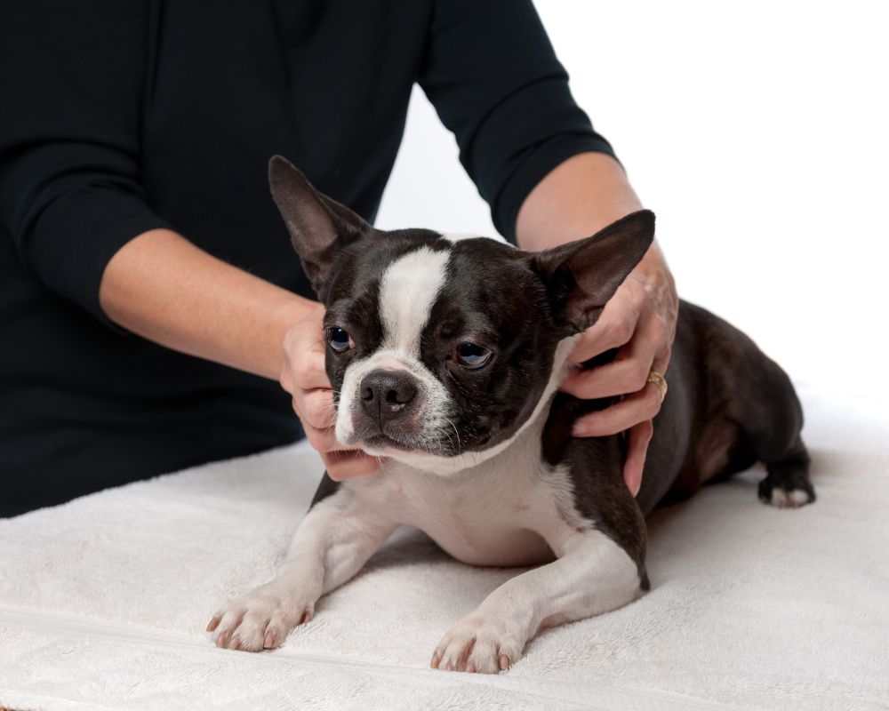 A dog laying on a table getting massage from a vet