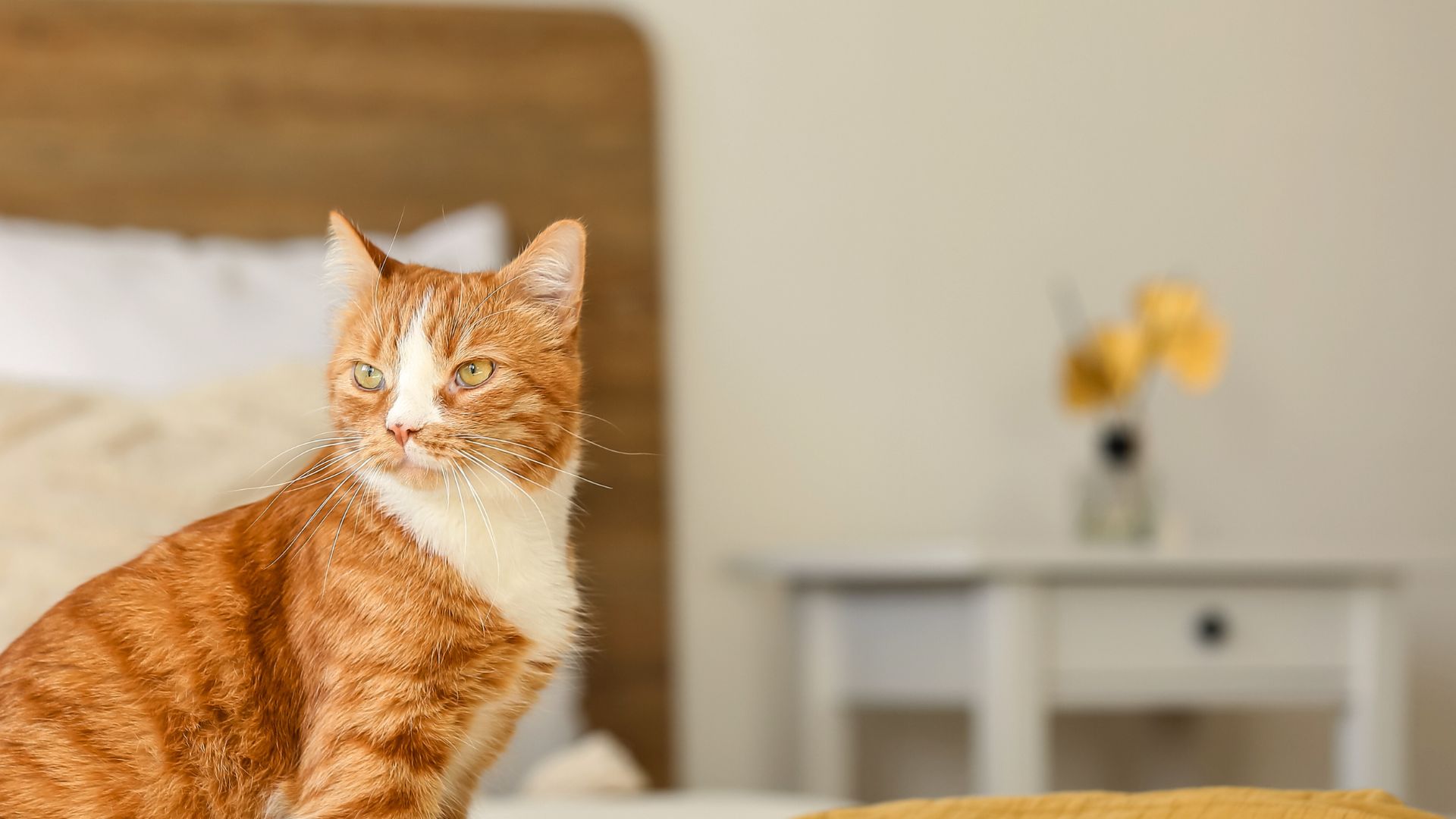 Pet Chiropractic Care In Lewisville TX Garden Ridge Animal