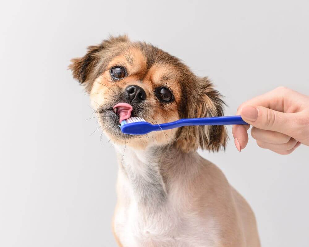 A person brushing a dog's teeth with a blue brush