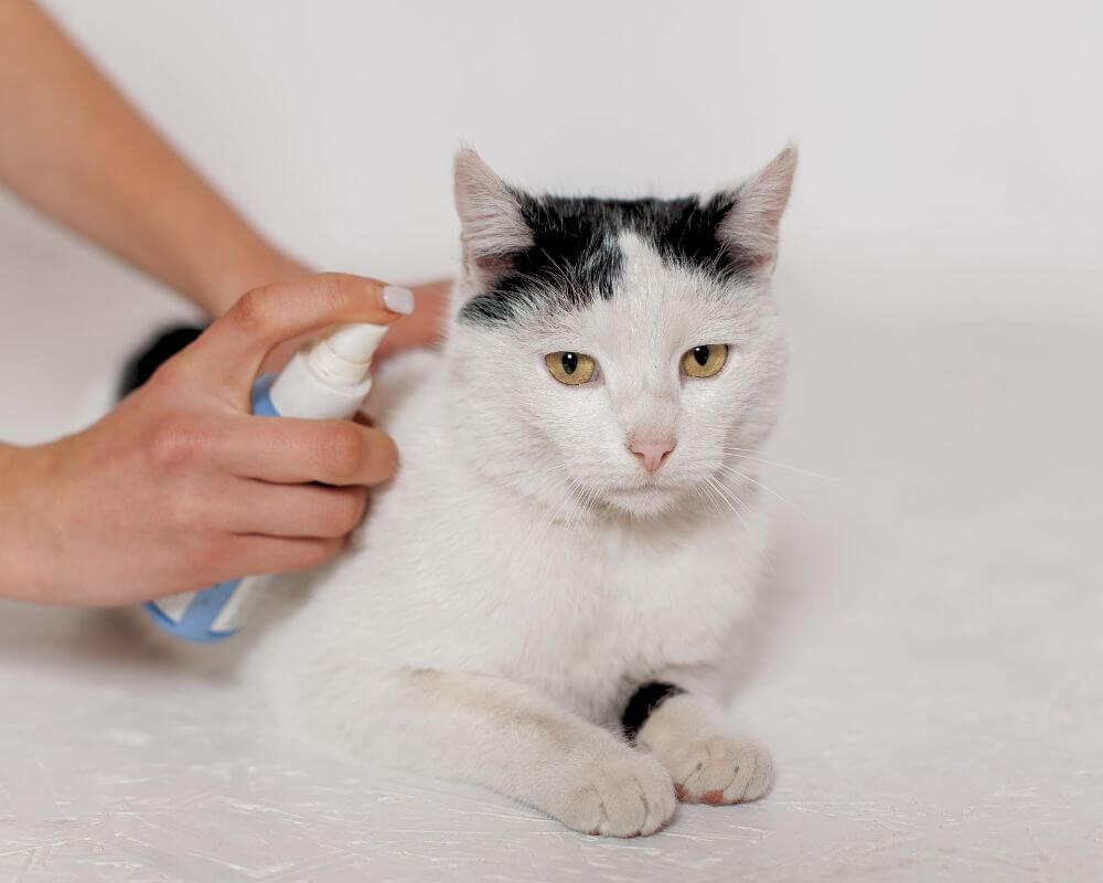 Person spraying flea preventive on a cat