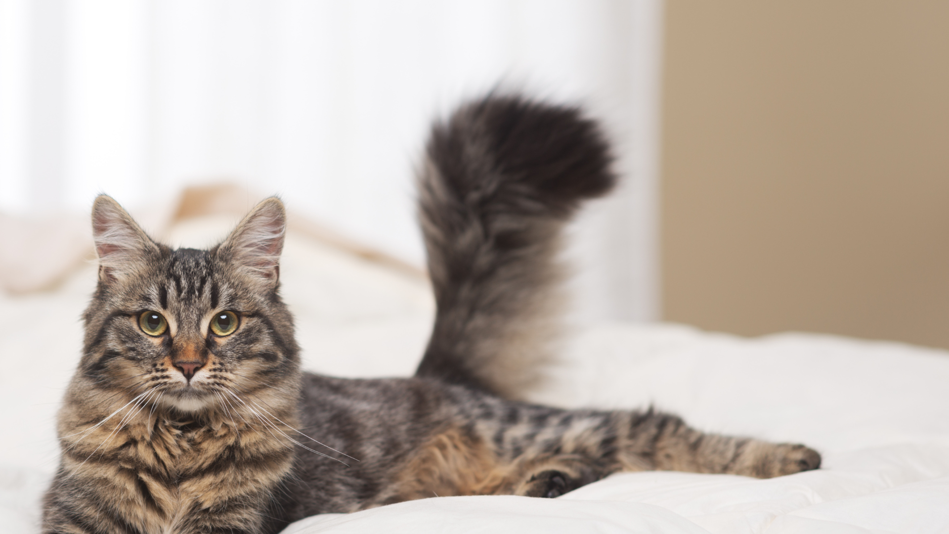 Pet InHouse Laboratory In Lewisville, TX Garden Ridge AH