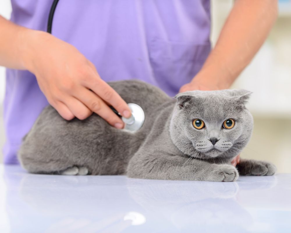 Vet examining a cat with stethoscope