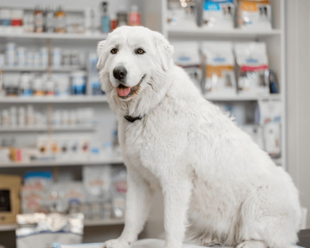 A dog sitting on a table in pharmacy