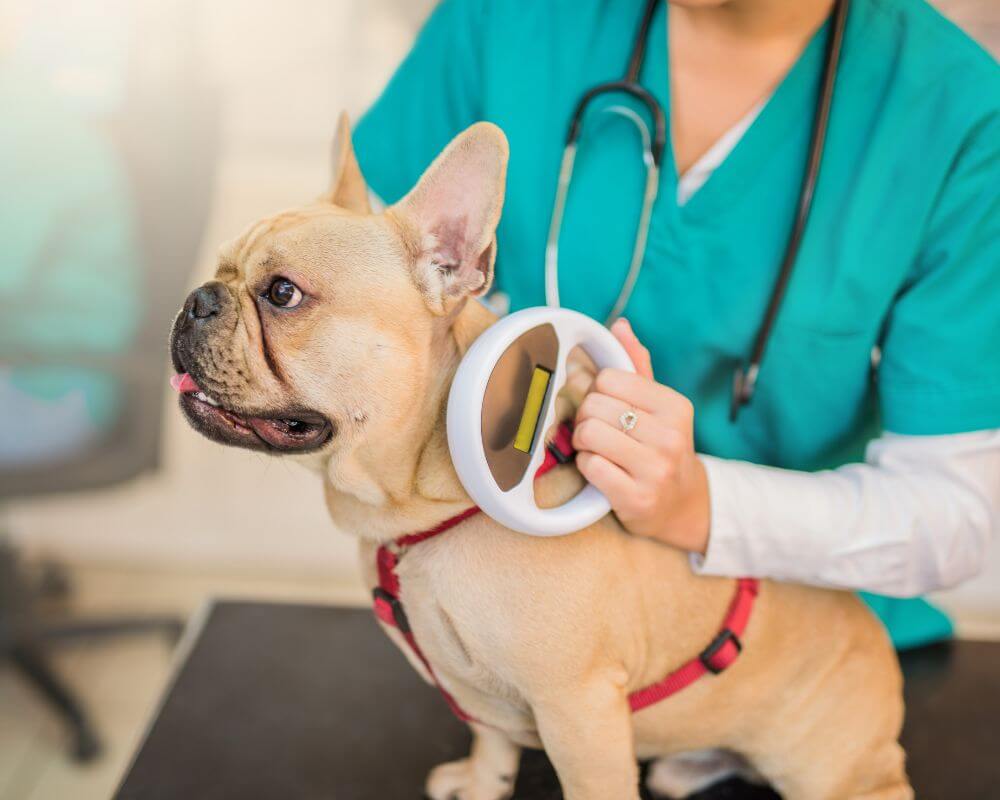 Vet examining microchip implant of a dog