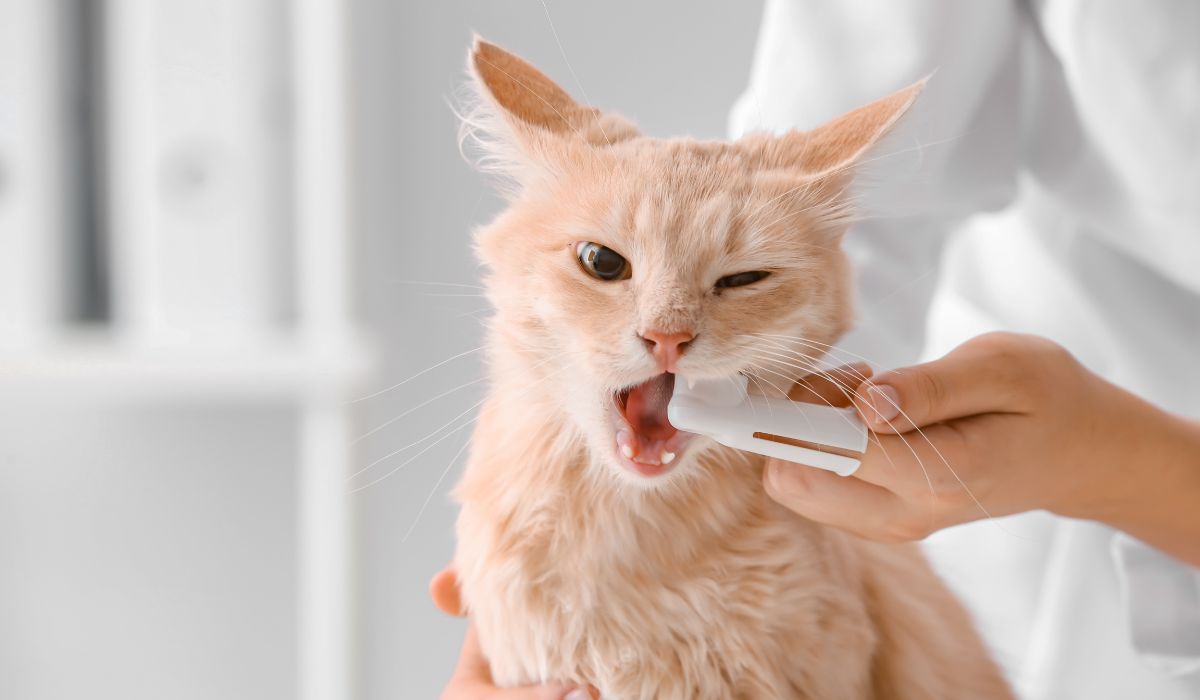 A vet brushing a cat's teeth