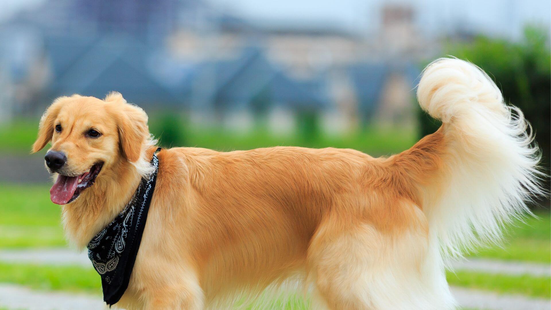 Pet Behavioral Counseling In Lewisville TX Garden Ridge AH