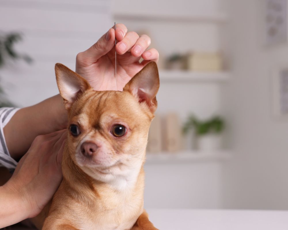 A veterinarian doing acupuncture for a dog