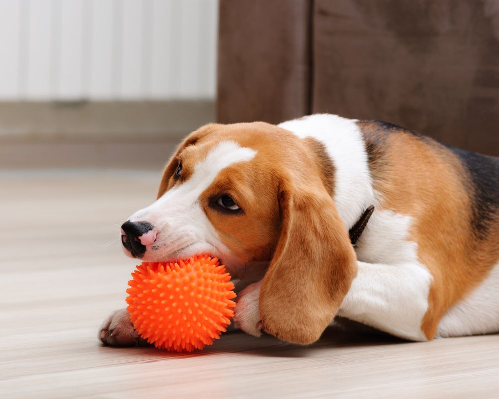 A dog laying on floor and biting a ball