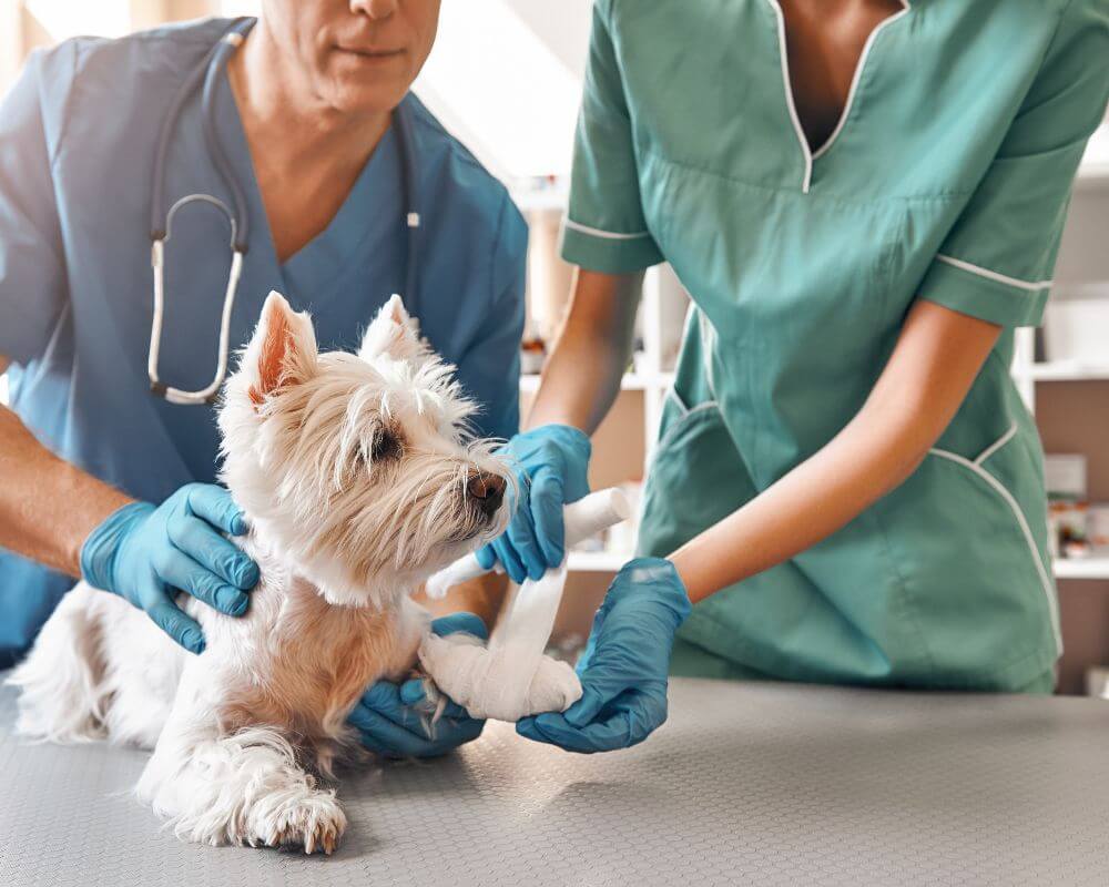 Vets putting bandage to a dog