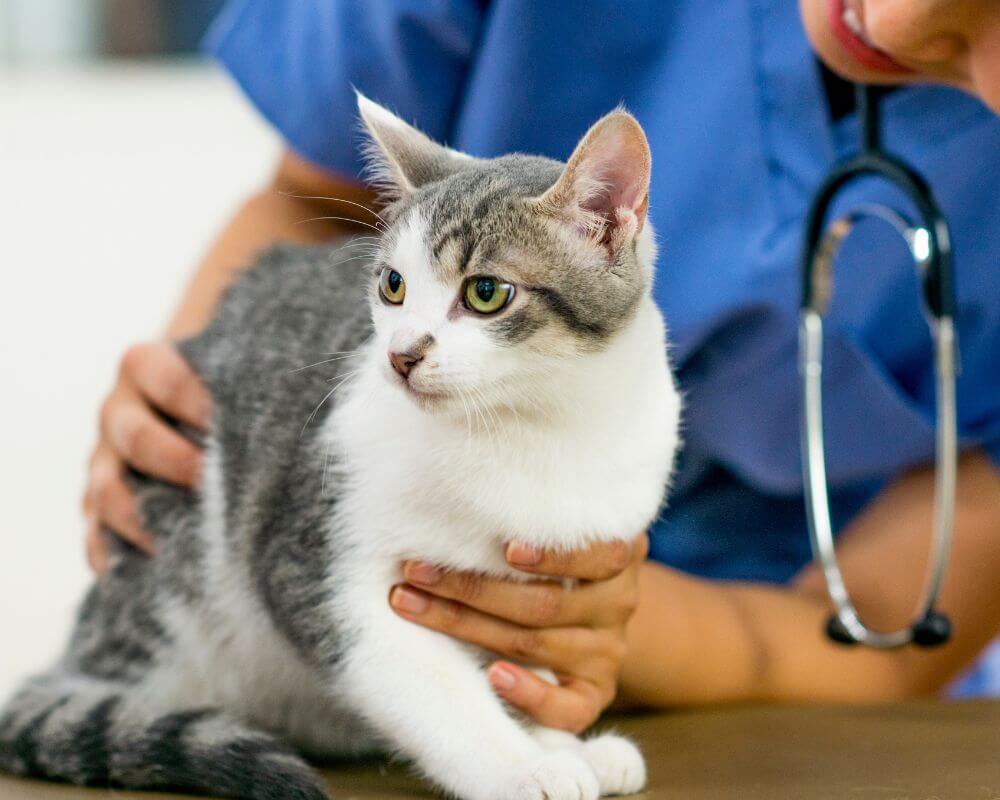 Vet holding a cat sitting on table