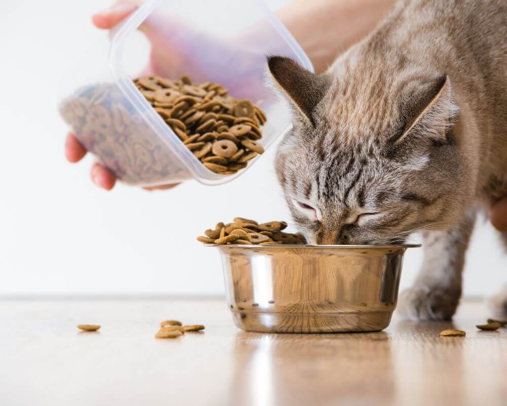 A cat eating food from a bowl and person giving more