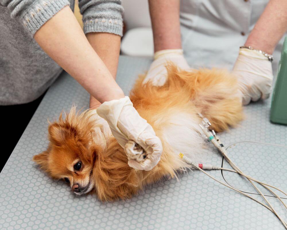 Vets taking ECG of a dog