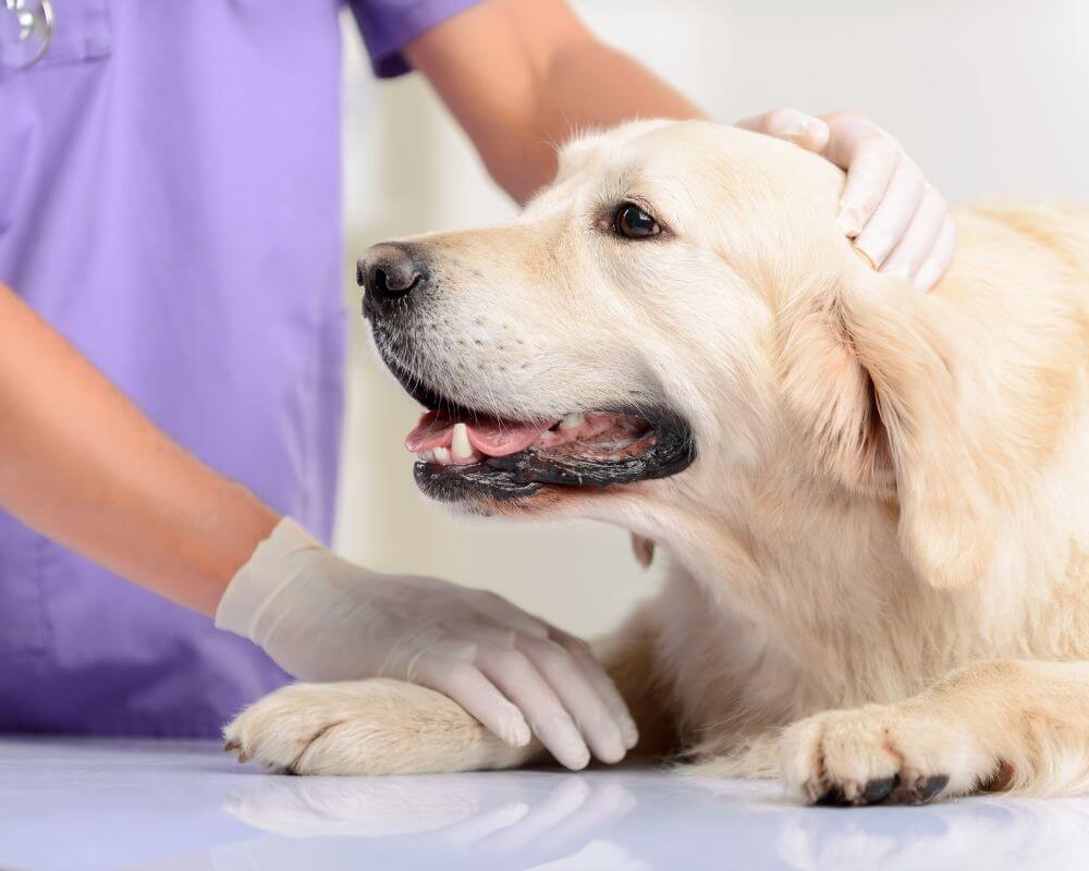 A dog lying on the table and a vet holding and examining it<br />
