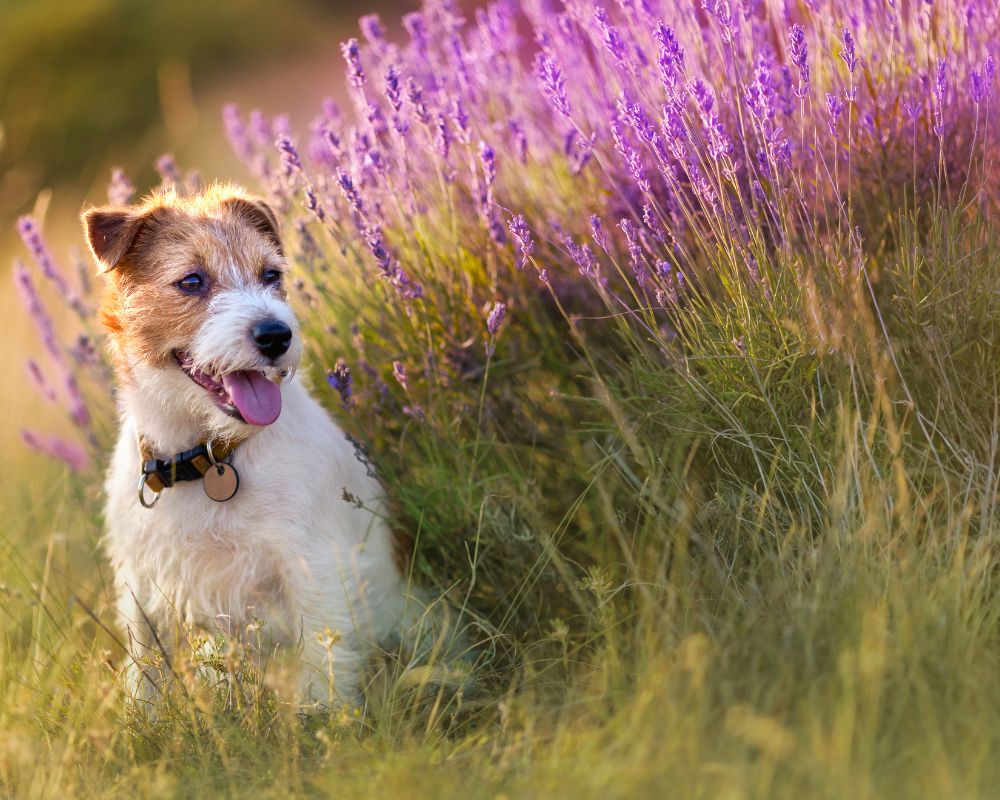 A dog sitting in a lavender herbal flower field