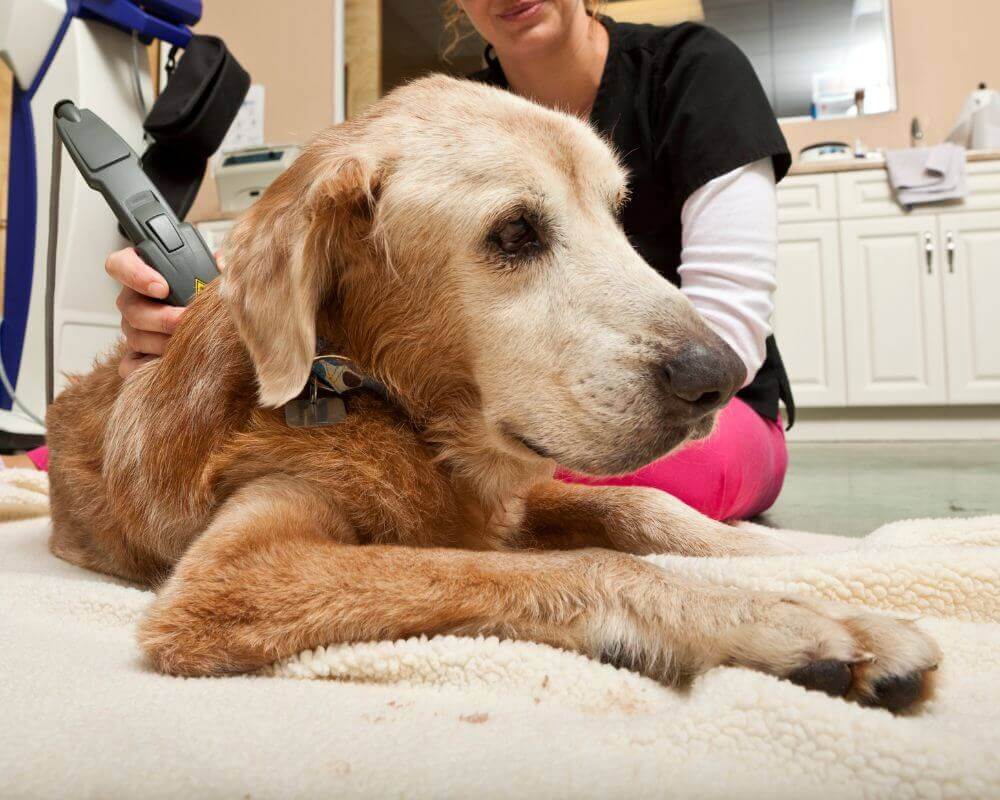 Vet doing laser therapy for a dog