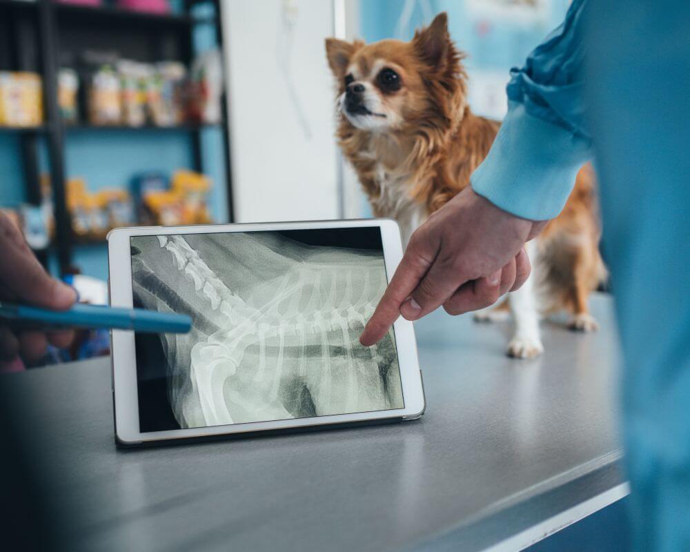 A dog standing on table and vets examining its digital X-ray